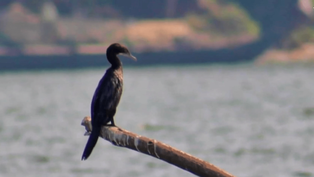 Kadalundi Bird Sanctuary