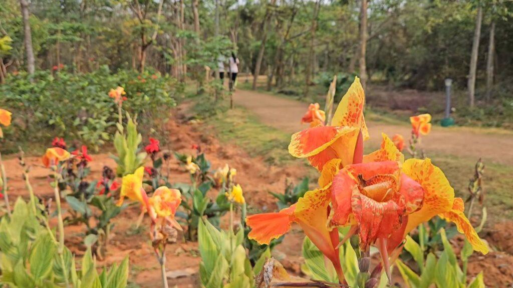 Anadabana Flower 