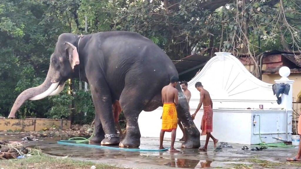 ernakulam shiva temple festival