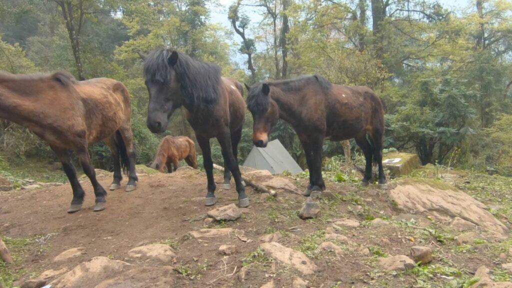 Khangchendzonga National Park Hourse