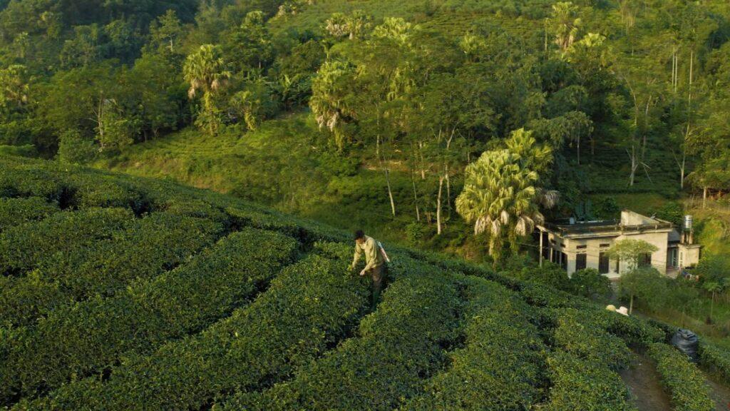 Paddy Fields