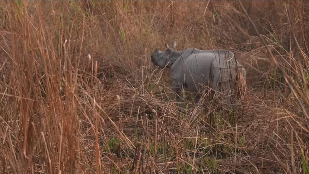 Kaziranga National Park 