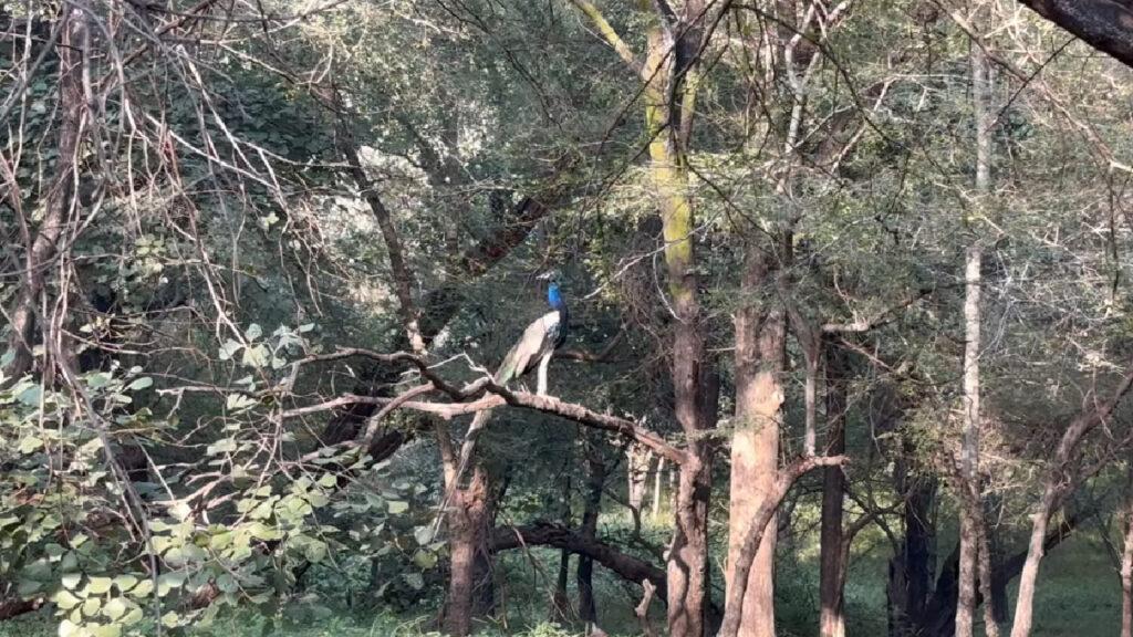 Ranthambore National Park, Rajasthan