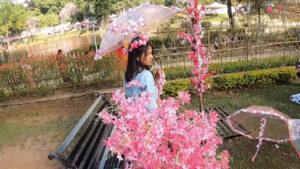 Cherry Blossom Festival Shillong pic