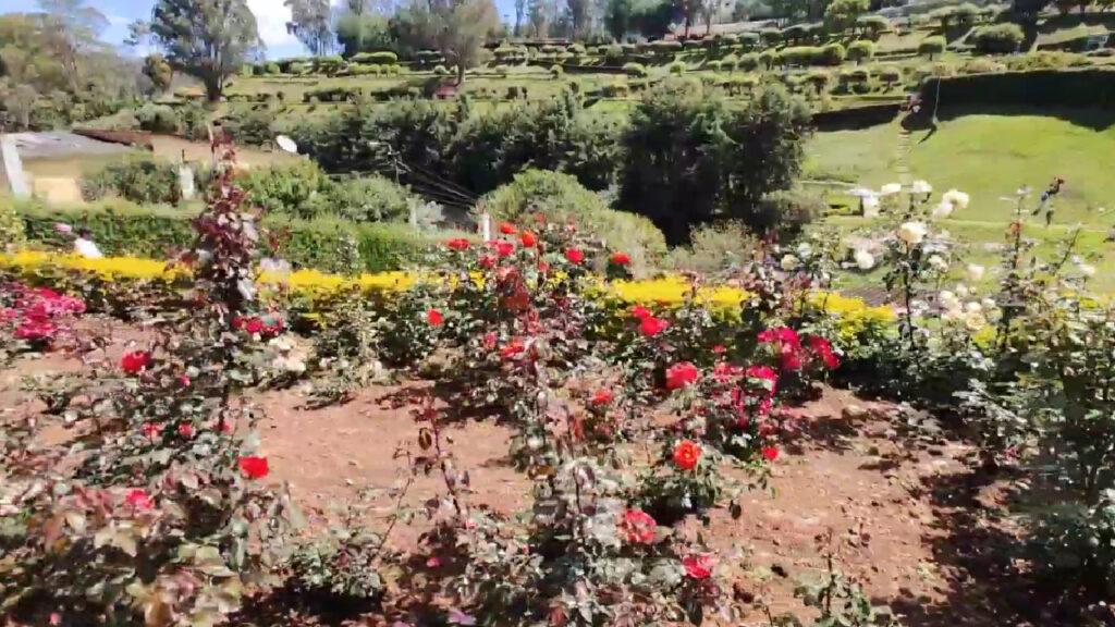 Rose Garden Ooty Image