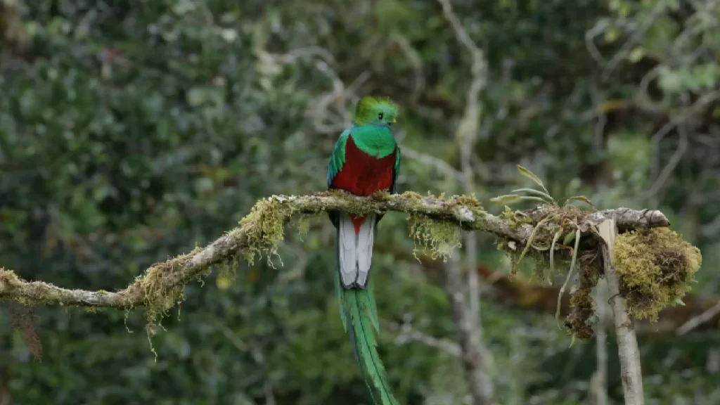 Quetzal