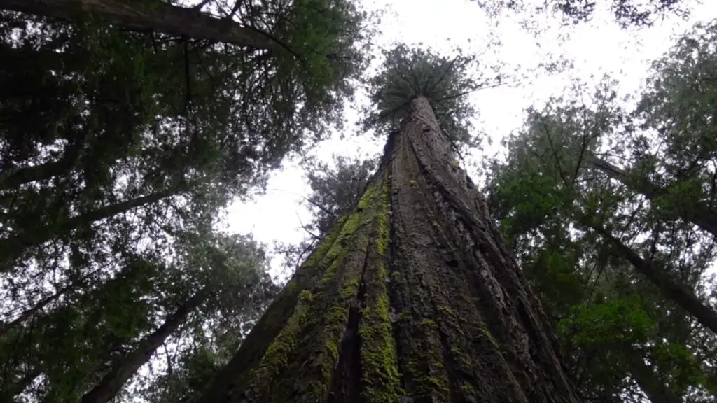 North Coast Redwoods