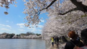 cherry blossom festival washington dc